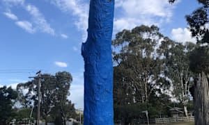 Sun shines on blue tree