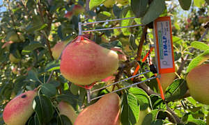 Vic Hub horticulture project one of five awarded in national long-term trials program