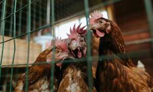 Realistic approach needed to caged-egg ban