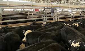 Lighter cattle prices jump at bigger than expected yarding