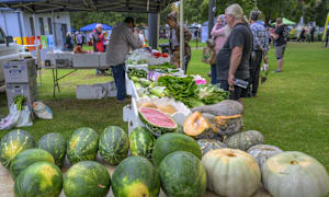 Perfect weather for Homegrown Parkes