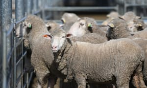 Prices lift for Merino ewes selling from $165 to $273/head