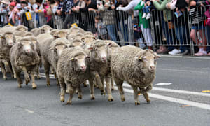 Countdown on for Boorowa Woolfest