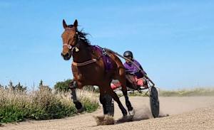 Delight and thrills at harness club meet