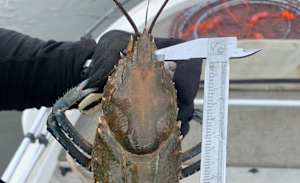 Freshwater crays worth rugging up for this winter