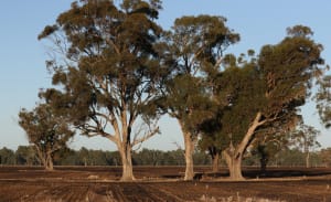 Protect valuable paddock trees when burning stubble