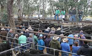 Dry conditions see 2000 head offered at autumn sale