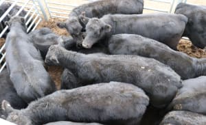 Weekly cattle, sheep market wrap