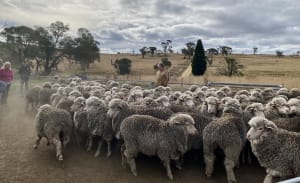 Finest Merino ewes on show