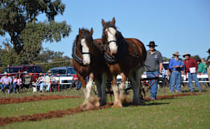 Precision, horsemanship on show at Golden Plough