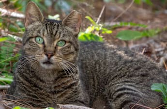 Council takes cat action around Lovell Street