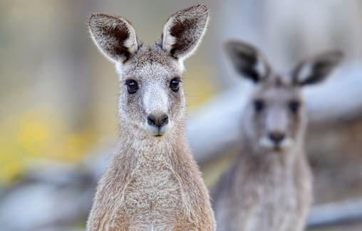 Eastern Grey Kangaroo – Always worth a look