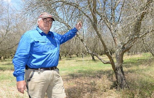 “It’s as bad as I’ve seen it”: Pest hitting local olive growers