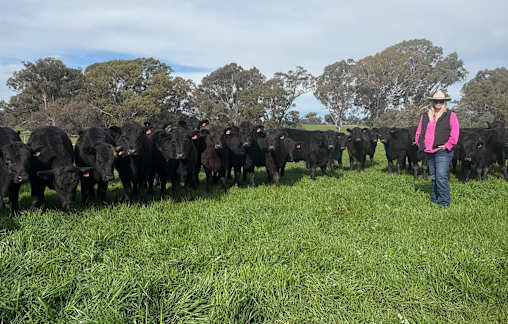 Spring cattle sale timing is spot on