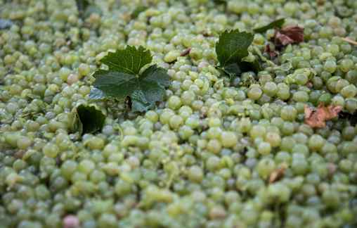 Crush up and prosecco dominates in King Valley 2025 vintage