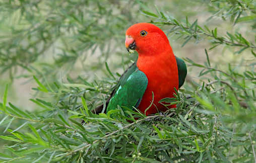 A touch of winter colour – the King Parrot