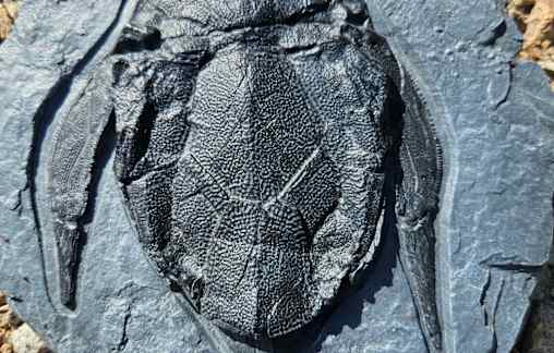 Footprints that redefine prehistory