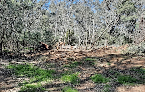 Loss of culturally significant tree devastates community