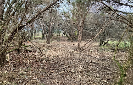 Landcare group getting Porepunkah school involved with restoration project