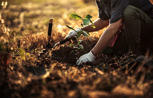 Farmers encouraged to tap into the potential of trees at upcoming forum