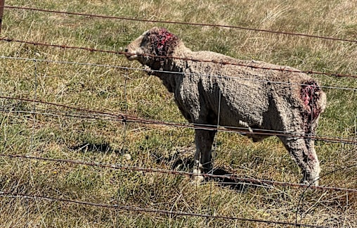 Victory for North East farmers as dingo control measures remain