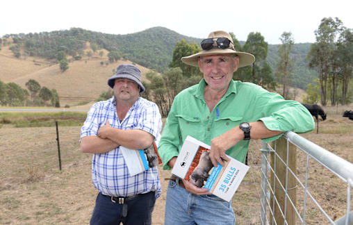 Autumn bull sale reaches 10k