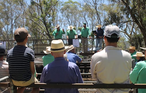 Auction for Alpine bovines