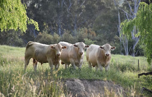 That Rangan Charolais guarantee makes stud state's top