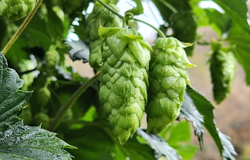 Growers happy with progress