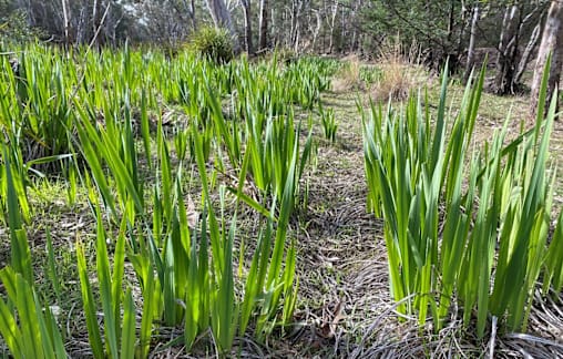 South African invader not welcome