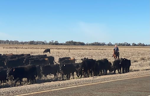 Rod Manning has gone a droving