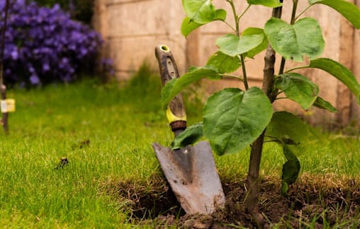 Add fruit trees into your garden