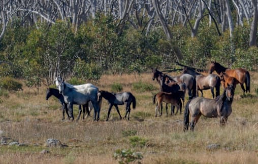 Mixed reactions to Wild Horse bill repeal