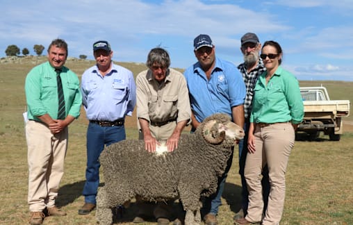 Local secured top Greenland stud ram