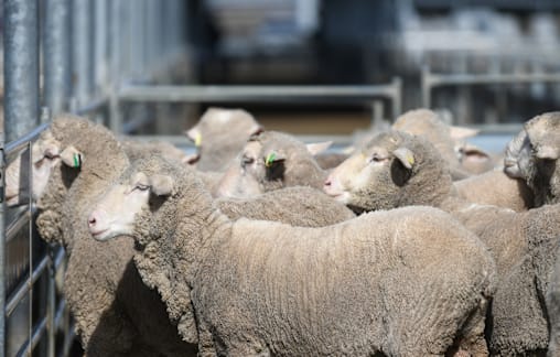 Extra heavyweights and trade weight lambs $5-$10 better