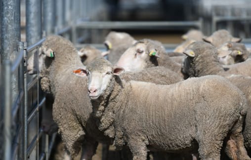 Prices lift for Merino ewes selling from $165 to $273/head