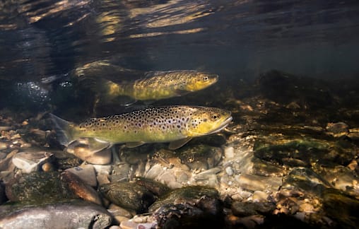 Trout season in effect across the state for local anglers