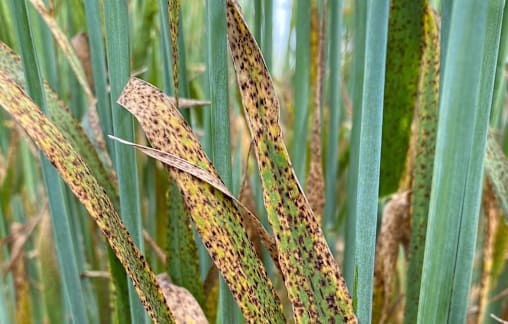Research into leaf spot disease developing solutions to manage impact on barley crops