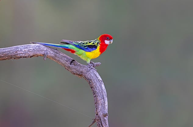 An Aussie favourite – the Eastern Rosella