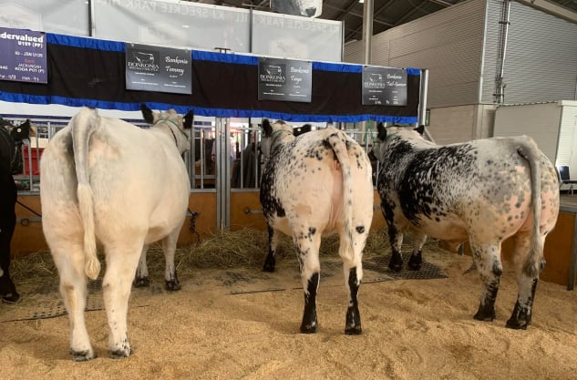 Local speckle park beef shines at Sydney Easter Show