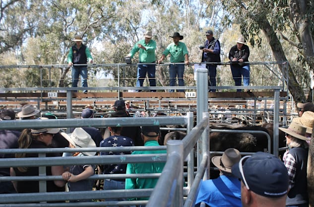 Myrtleford's Spring Cattle Sale brings in over $1,500,000 to local region