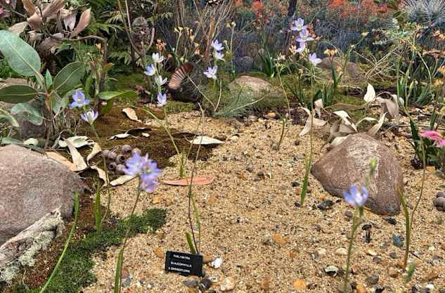 World first as native orchard steals the show at Chelsea