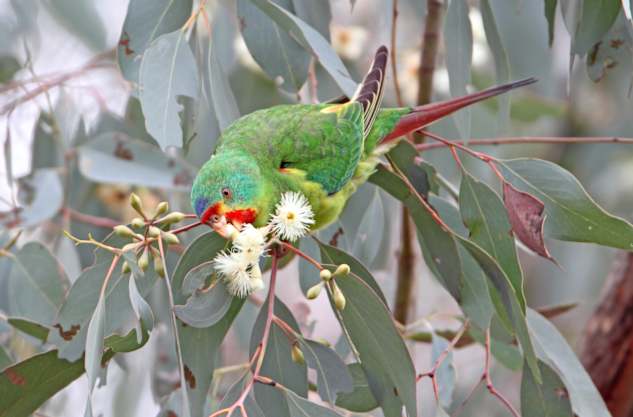 From Tasmania to here: swift action needed