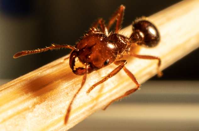 Be alert for red imported fire ant
