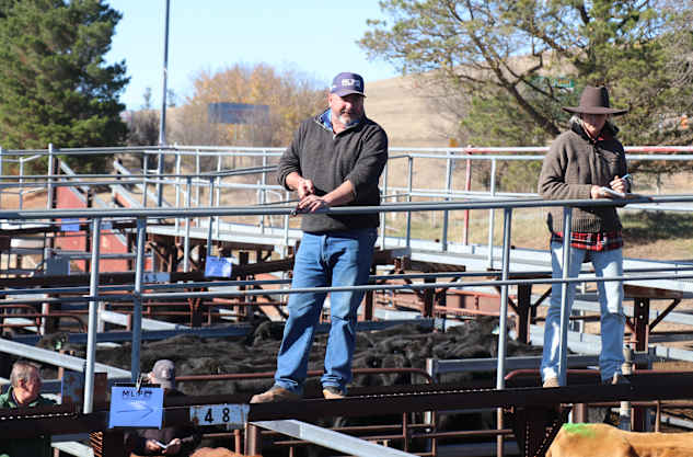 Cooma cattle sale prices