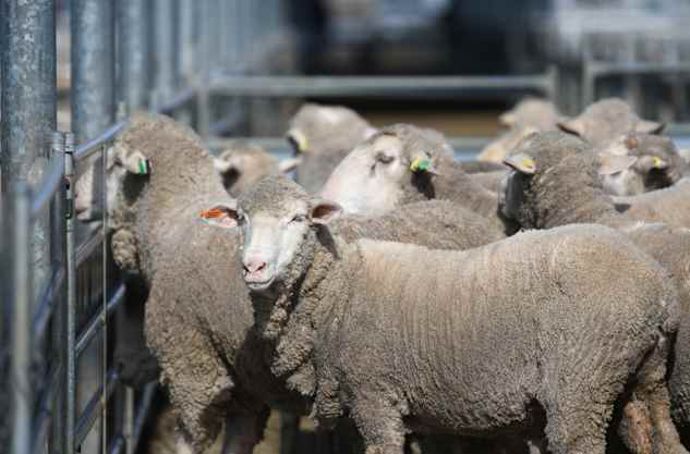 Sheep prices ease with heavyweights ranging from $255 to $390/head