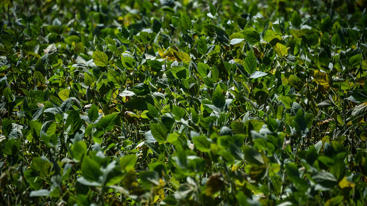 Grass Isn’t Greener For GM Trial In Australia Newsroom