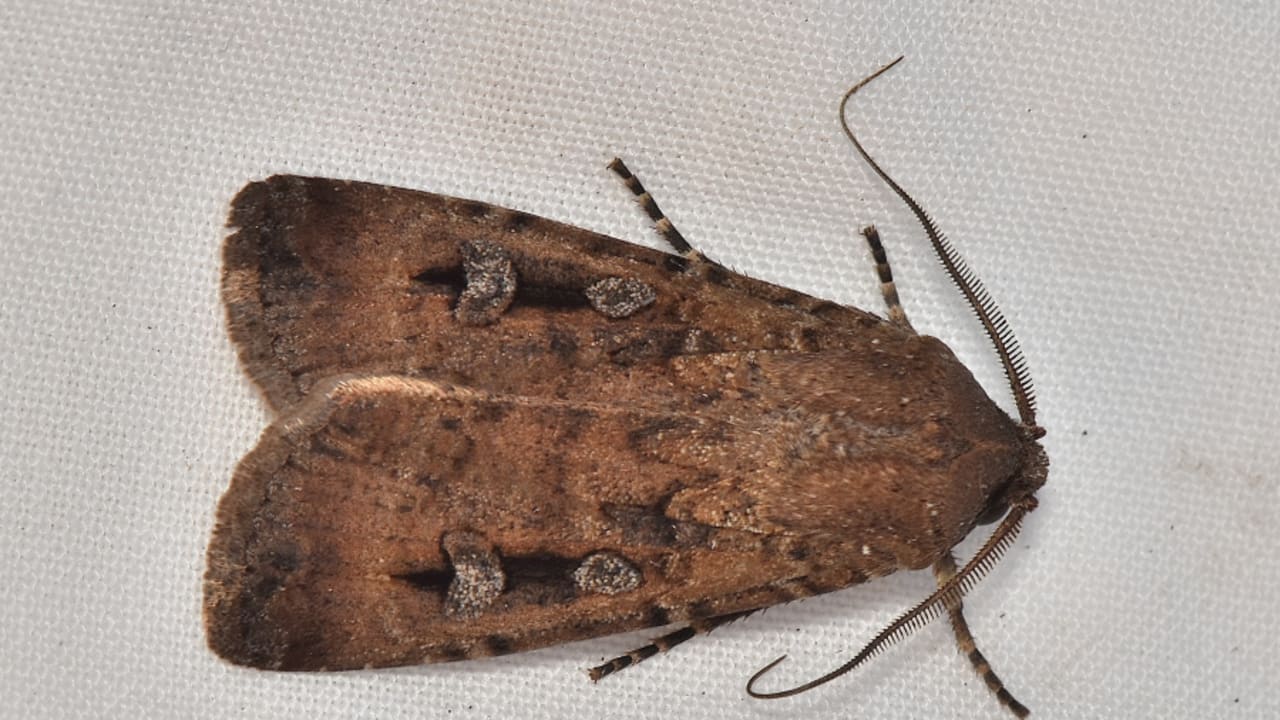 brown day feeding moths