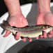 Trout a great shout for family fun