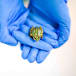 Endangered frogs fight back: Deadly fungus spurs breeding increase